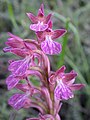 Anacamptis