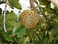 瑪洛洛（英語：Annona crassiflora） Marolo