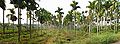 Areca catechu farm