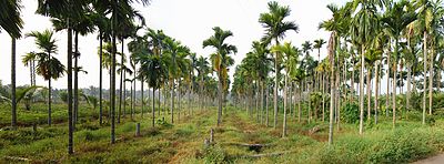 കവുങ്ങിൻ തോപ്പ്