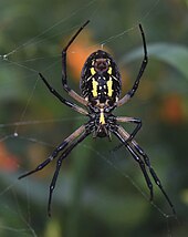 Un corps oblongue noir marqué d'une tache jaune centrale. Des pattes fortes partant d'une cellule à l'avant étendues dans l'espace ; ces pattes tenant des fils presque transparents.