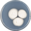 Aspergillus fumisynnematus growing on CYA plate