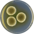 Aspergillus germanicus growing on CYA plate