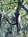 La queue épaisse et préhensile est caractéristique des atèles (zoo de Prague)