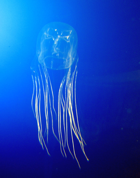 Chironex fleckeri на стадии медузы