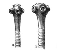 Kinwarap uman (scolex): a.Taenia solium b.Taenia saginata