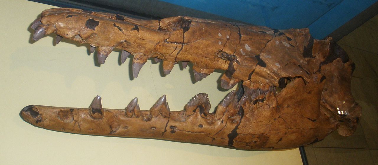 Basilosaurus Dietsch