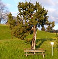 Naturdenkmal baumförmiger Wacholder in Ammenegg.