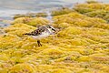 Sandpiper - Thyna - Sfax