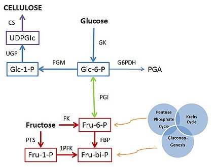 Biochemical Pathway for Cellulose Synthesis Biochemical Pathway for Cellulose Synthesis.jpg