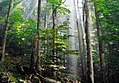 Image 37Old-growth European beech forest in Biogradska Gora National Park, Montenegro (from Old-growth forest)