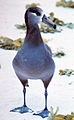 Black-footed albatross