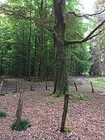 Bois des Capucins : Les ruines souterraines sont enfouies dans la végétation entre les drèves de l'Hôpital, de l'Aumônier et des Puits.