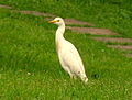 Kuhreiher (Bubulcus ibis)