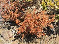 Buxus microphylla var. japonica im Herbst