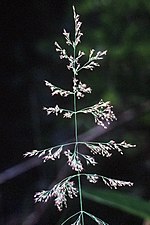 Miniatura para Calamagrostis canadensis