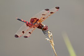 Celithemis elisa