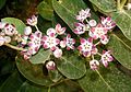 Calotropis procera