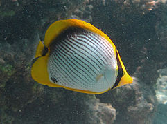 Un poisson-papillon à dos noir (Chaetodon melannotus)