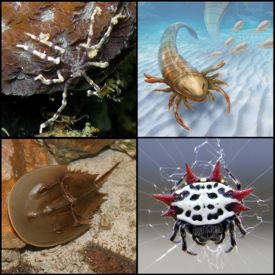 Сверху слева: морской паук (Pantopoda indet.); Сверху справа: ракоскорпион Pentecopterus decorahensis; Снизу слева: мечехвост Limulus polyphemus; Снизу справа: паук Gasteracantha cancriformis