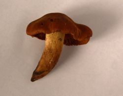 Dzeltensarkanā tīmeklene (Cortinarius orellanus Fr.)