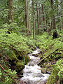 A creek in Larch Mountain forest.