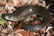 Cyclodomorphus casuarinae in a garden in Bicheno, Tasmania.jpg