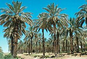 Medjool Date Palms in Dateland