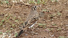 Description de l'image Dusky_Lark_(Pinarocorys_nigricans)_(6029254985).jpg.