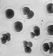 First cell divisions within fertilised eggs, about 0.3 mm in diameter
