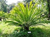 Encephalartos woodii x natalensis.