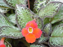 Episcia reptans0.jpg