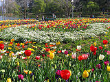 Tulips by the lake, 2005