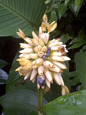 Inflorescência do ariá