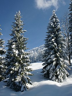 Forests in Alberschwende 3.JPG