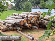 Trunks of the coconut palm, a monocot, in Java. From this perspective these look not much different from trunks of a dicot or conifer Gelugu (coconut wood) in Klaten, Java.jpg