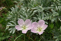Description de l'image Geranium argenteum PID1689-2.jpg.