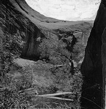 Вид со дна засаженного деревьями каньона с изогнутыми скальными образованиями наверху.