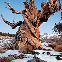 Gnarly Bristlecone Pine (crop).jpg