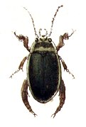 Illustration from Calwer's Käferbuch