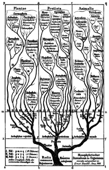 "Monophyletic phylogenetic tree of organisms". Haeckel arbol bn.png