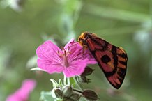 Sheep Moth