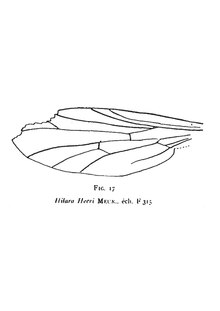 Hilara heeri aile 1937 F. Meunier par N. Théobald éch. F315 fig. 17 p. 414 Famille des Empidae.