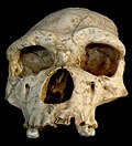 El cráneo Arago XXI tiene gran parecido a otros H. heidelbergensis pero su pequeño tamaño apunta a una hembra.