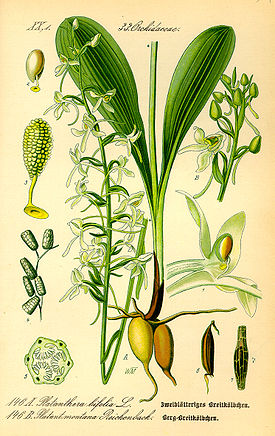 Illustration Platanthera chlorantha0.jpg