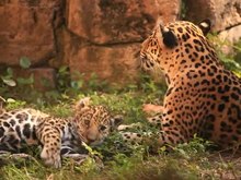 Файл: Ягуары (Panthera onca) играют в зоопарке. Webm