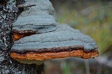 Kännupess Fomitopsis pinicola