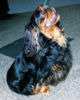 King Charles Spaniel 200.jpg