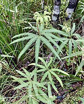 Umbrella fern