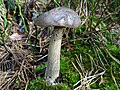 Leccinum variicolor G2.1. jpg